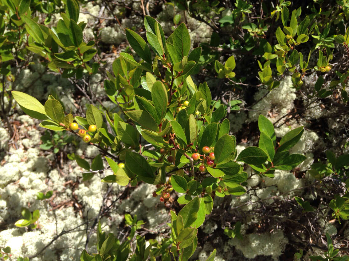 Image of Black Huckleberry