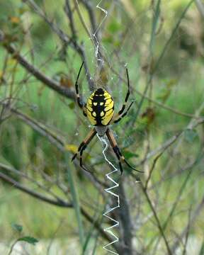 Image of Black-and-Yellow Argiope