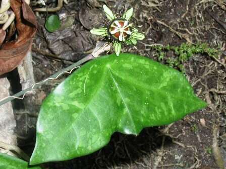 Image of Passiflora xiikzodz J. M. Mac Dougal