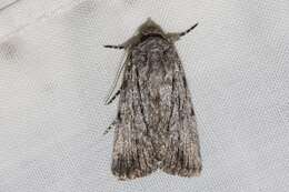 Слика од Ectopatria paurogramma Lower 1901