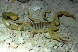 Image of Paruroctonus variabilis Hjelle 1982