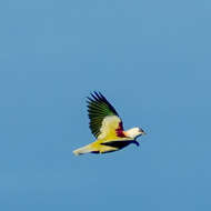 Image of Many-colored Fruit Dove