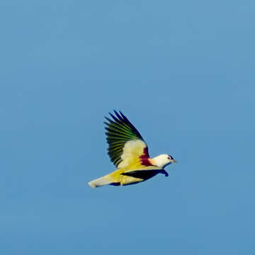 Image of Many-colored Fruit Dove