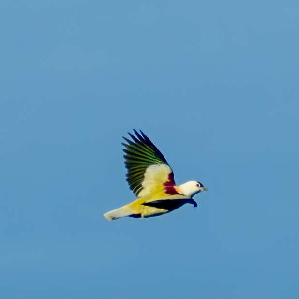 Image of Many-colored Fruit Dove