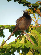 Image of Bronze Sunbird