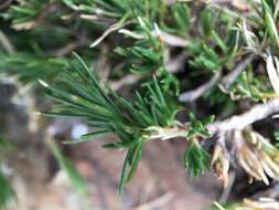 Plancia ëd Cherleria laricifolia (L.) Iamonico