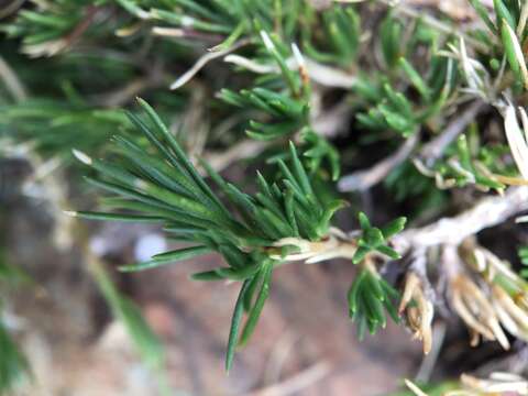 Imagem de Cherleria laricifolia (L.) Iamonico