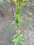 Image of evening primrose