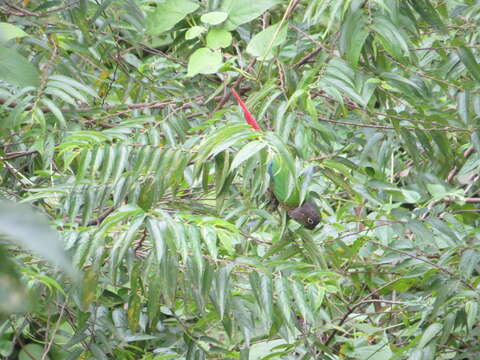 Image of Green-cheeked Conure