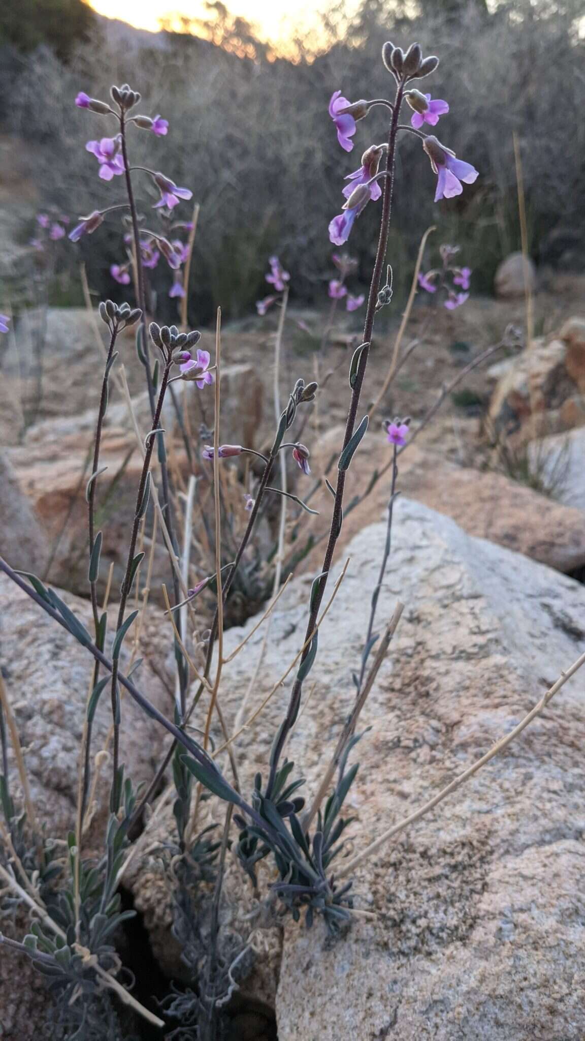 Image of beautiful rockcress