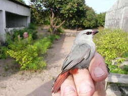 Image of Lavender Waxbill