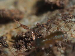 Image of Pseudoscorpion