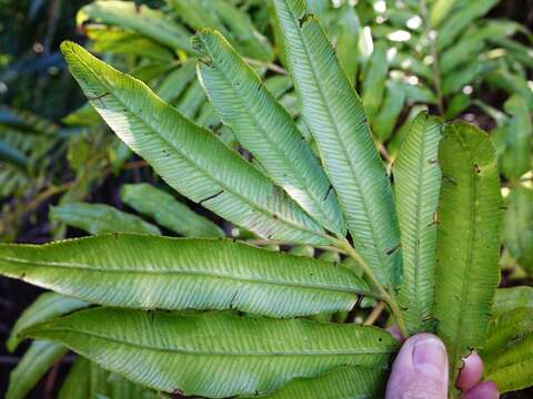 Image of Ptisana salicina (Sm.) Murdock