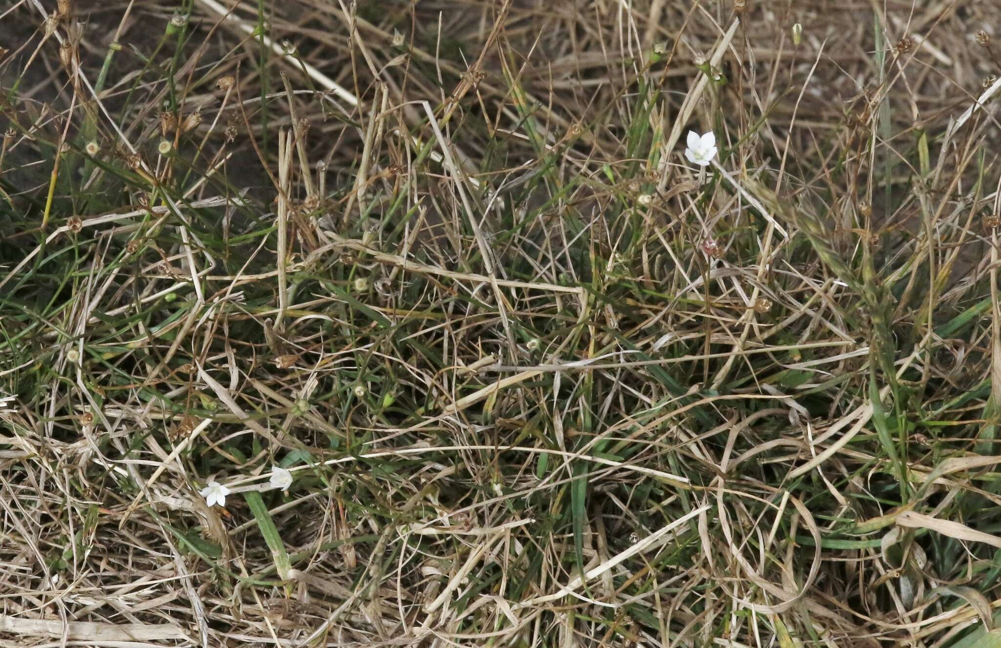 Image of Wahlenbergia rupestris G. Simpson