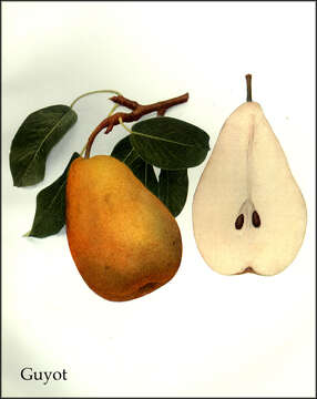 Image of European Pear