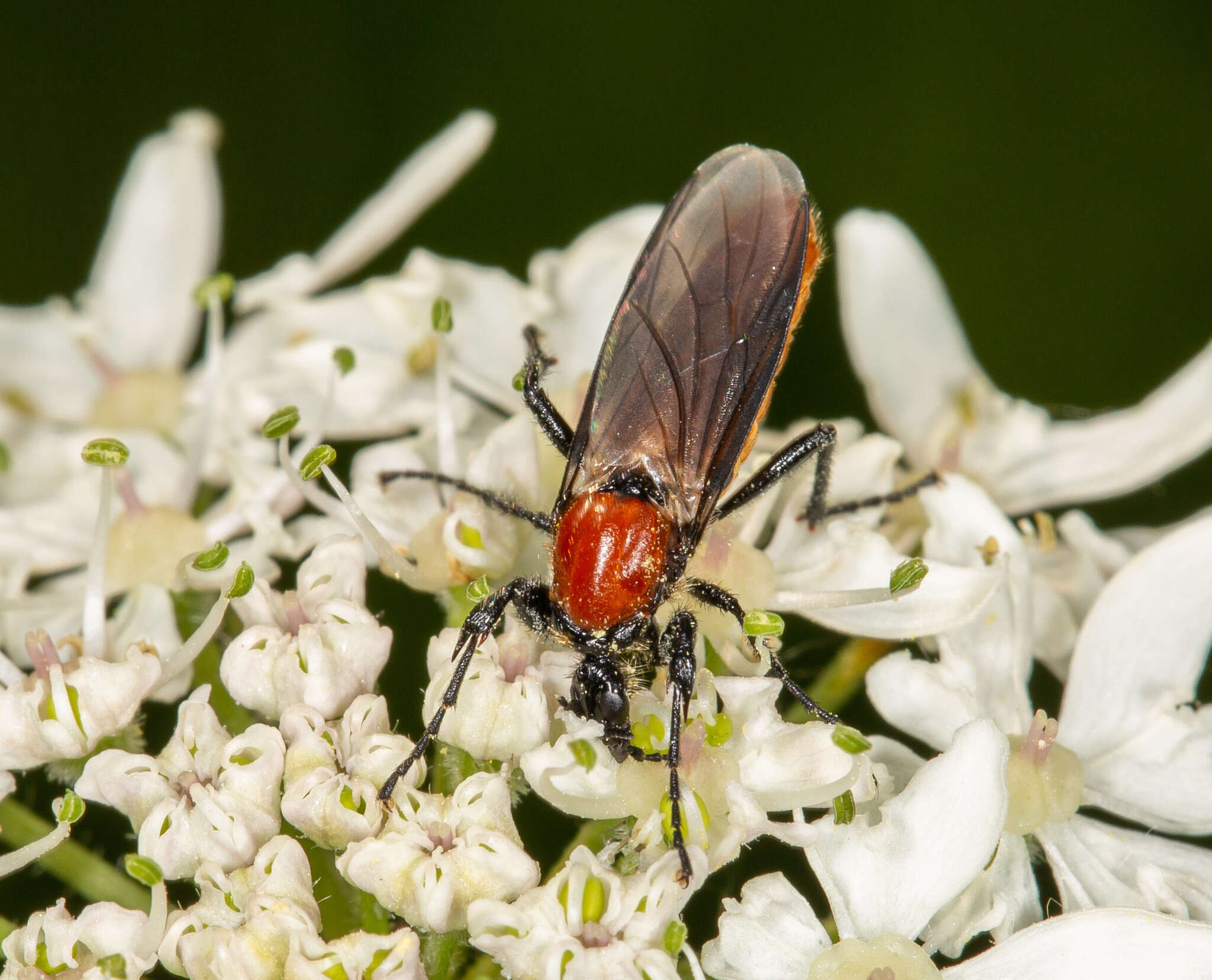 Image of Bibio hortulanus (Linnaeus 1758)