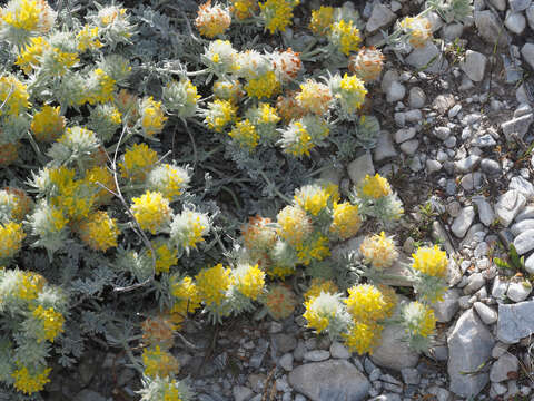 Image of Anthyllis tejedensis Boiss.