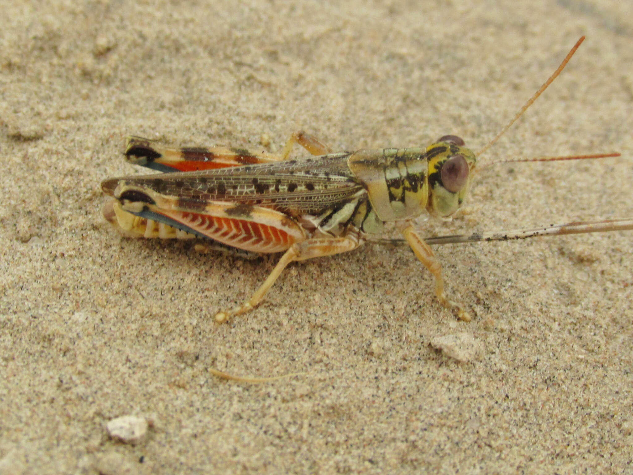 Image de Melanoplus occidentalis (Thomas & C. 1872)