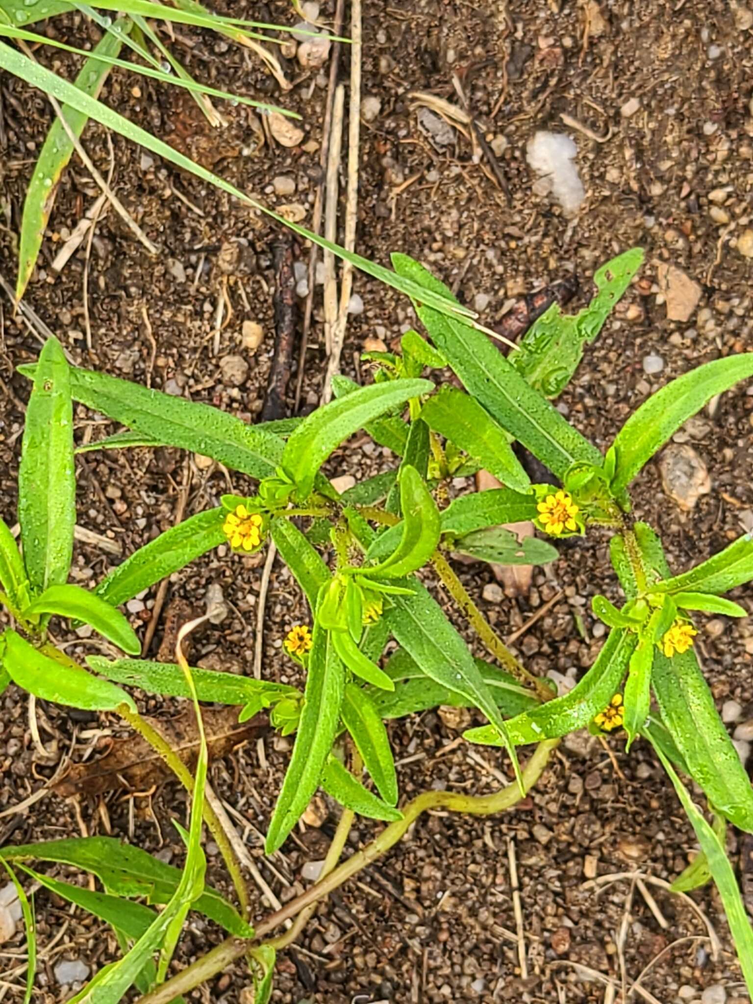 Imagem de Melampodium strigosum Stuessy