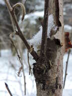 Image of Brown Birch