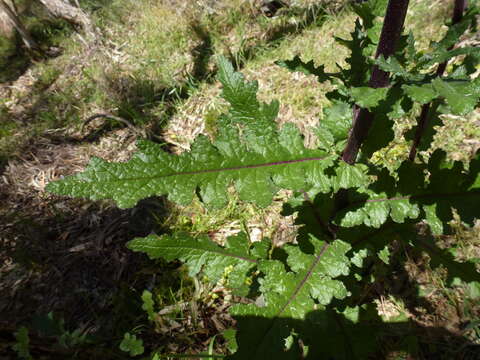 Image of Erechtites picridioides Turcz.