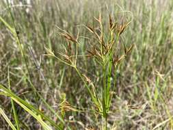 Imagem de Rhynchospora inundata (Oakes) Fernald