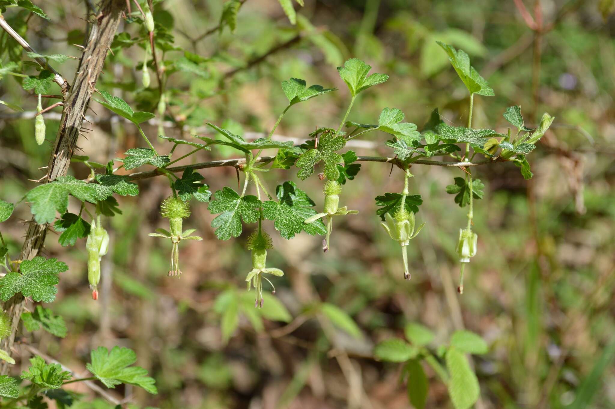 Image of Miccosukee gooseberry