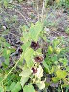 Sivun Dictyanthus reticulatus Benth. & Hook. fil. ex Hemsl. kuva