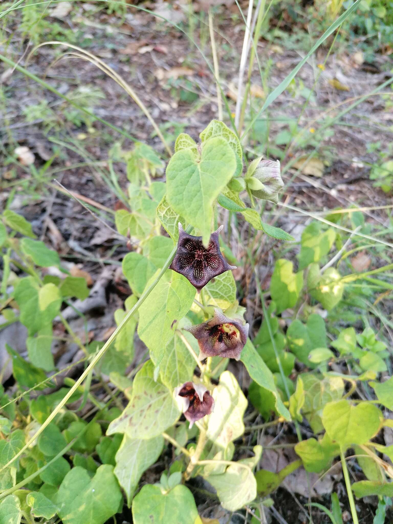 Sivun Dictyanthus reticulatus Benth. & Hook. fil. ex Hemsl. kuva