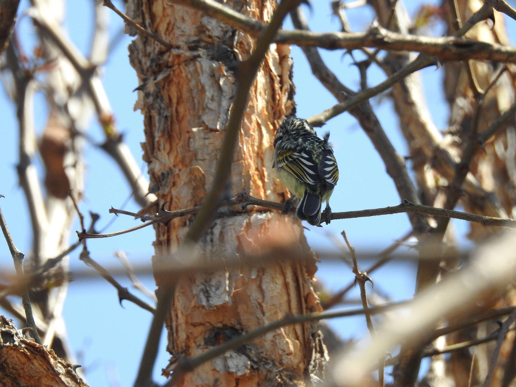 Image of Yellow-fronted Tinkerbird