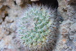 Image de Mammillaria johnstonii Orcutt