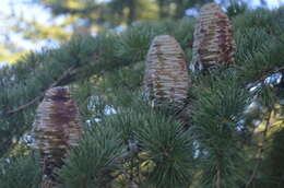 Image of Atlas Cedar