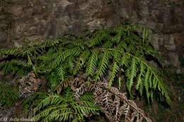 Image de Woodwardia spinulosa Mart. & Gal.