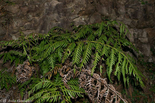 Image of Woodwardia spinulosa Mart. & Gal.