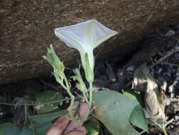 Plancia ëd Ipomoea ampullacea Fern.