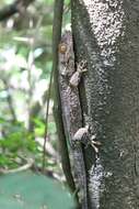Image of Madagascar velvet gecko