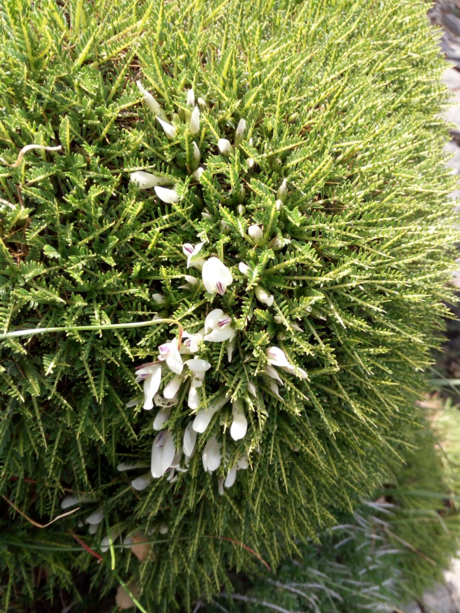 Image of Astragalus angustifolius Lam.