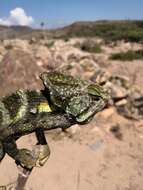 Image of Arabian Chameleon