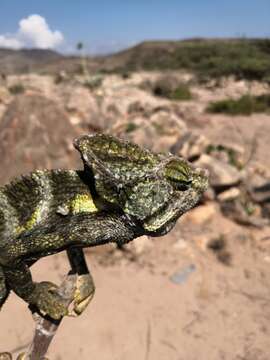 Image of Arabian Chameleon