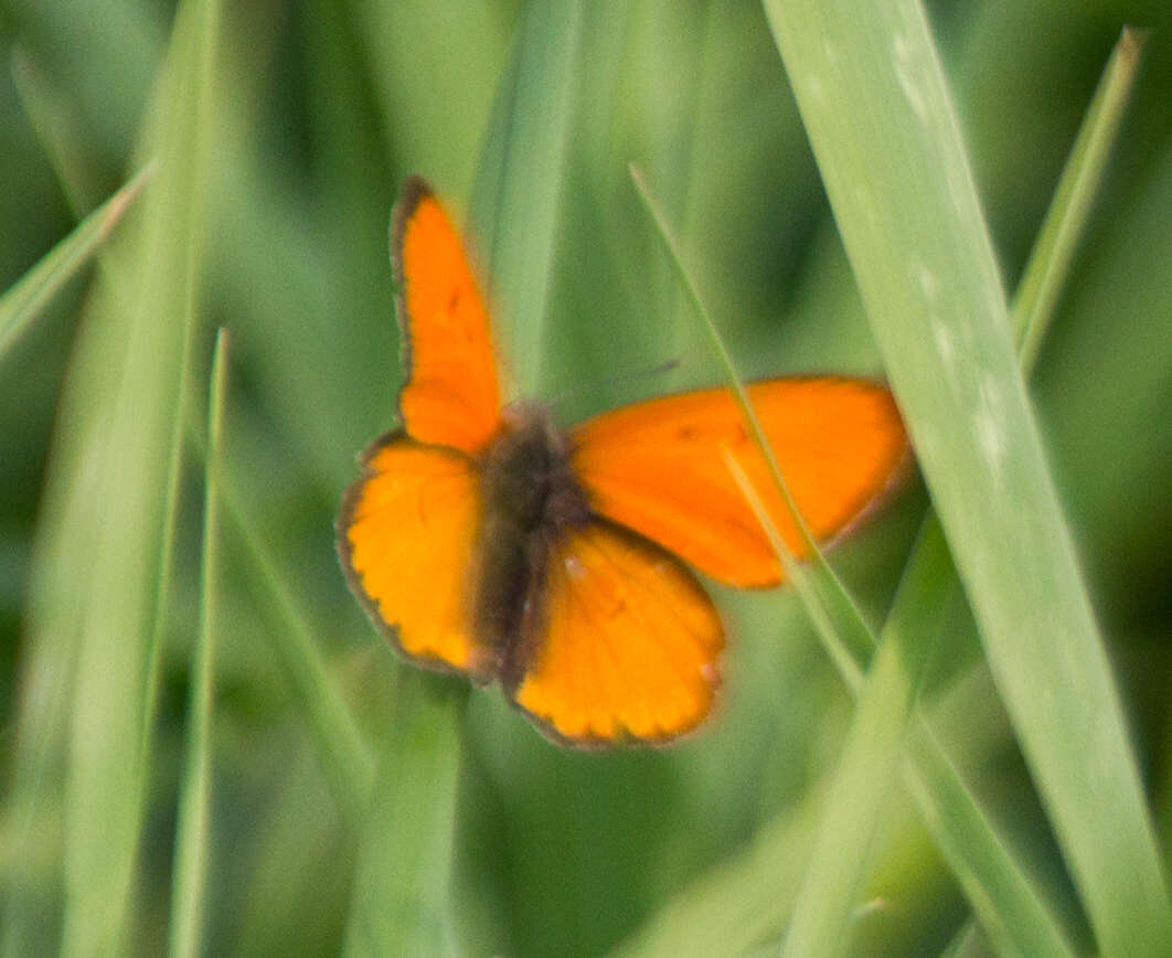 Image of Lycaena dispar rutilus (Werneburg 1864)