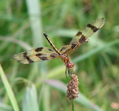 Celithemis eponina (Drury 1773) resmi