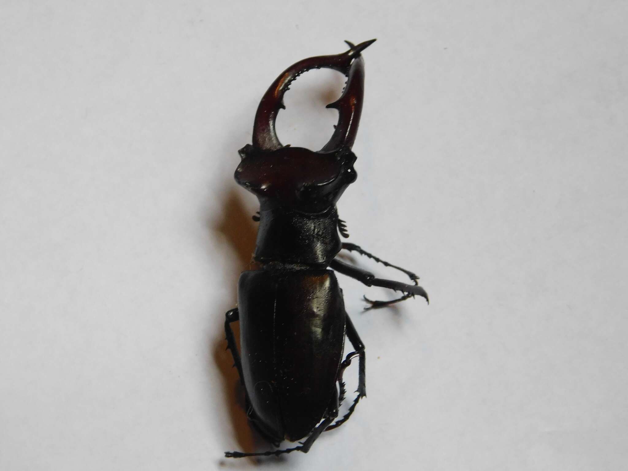 Imagem de Lucanus elaphus Fabricius 1775