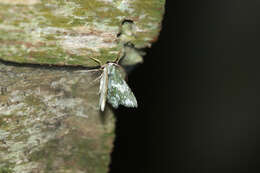 Image of Chloropteryx dealbata Warren 1909