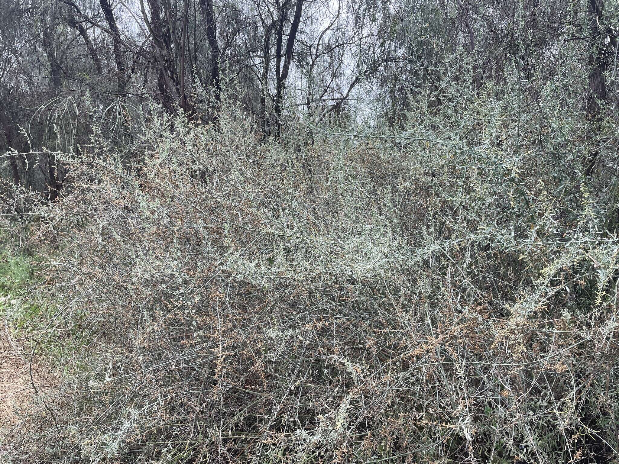 Image de Chenopodium nitrariaceum (F. Müll.) F. Müll. ex Benth.