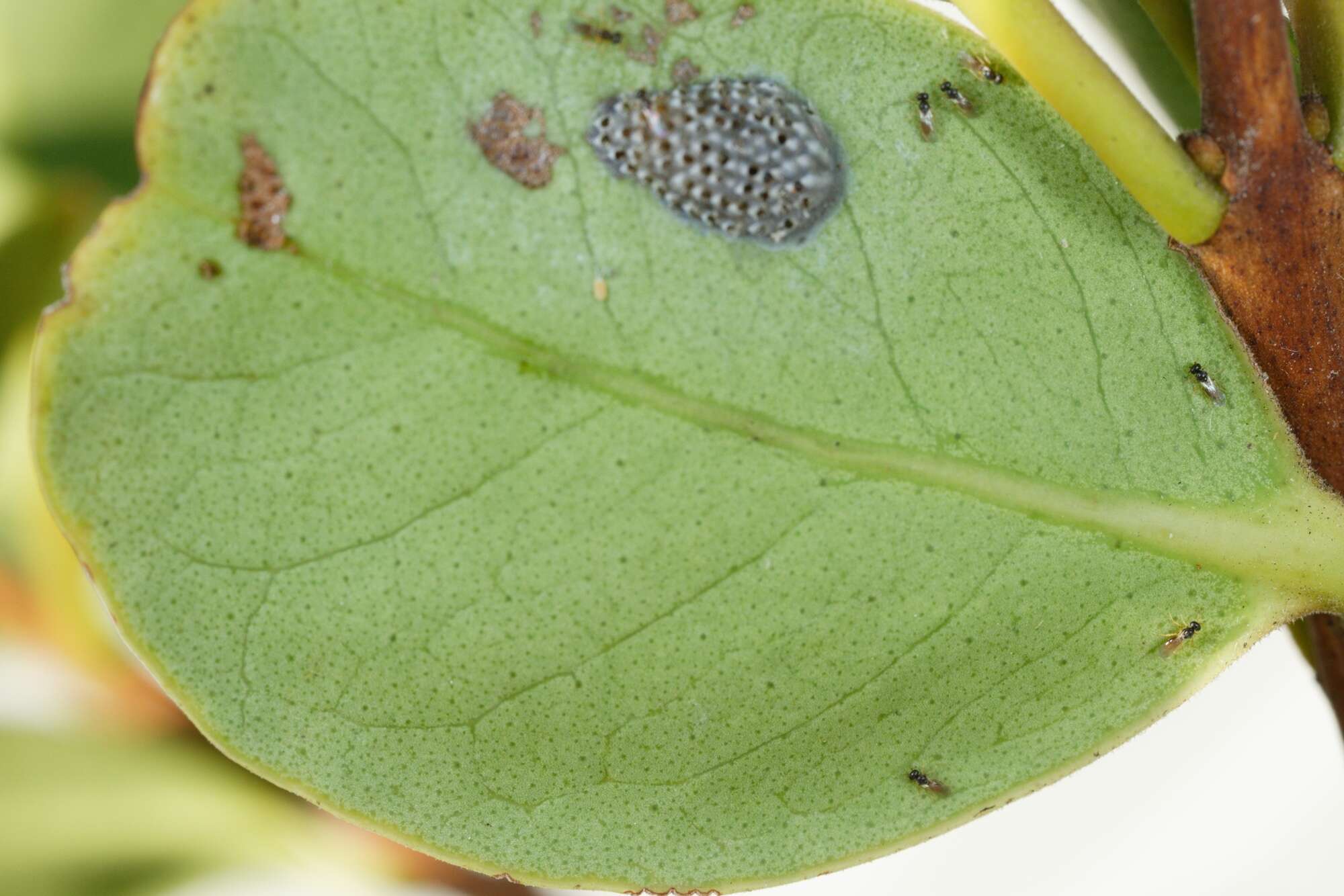 Image of Parasitoid wasp