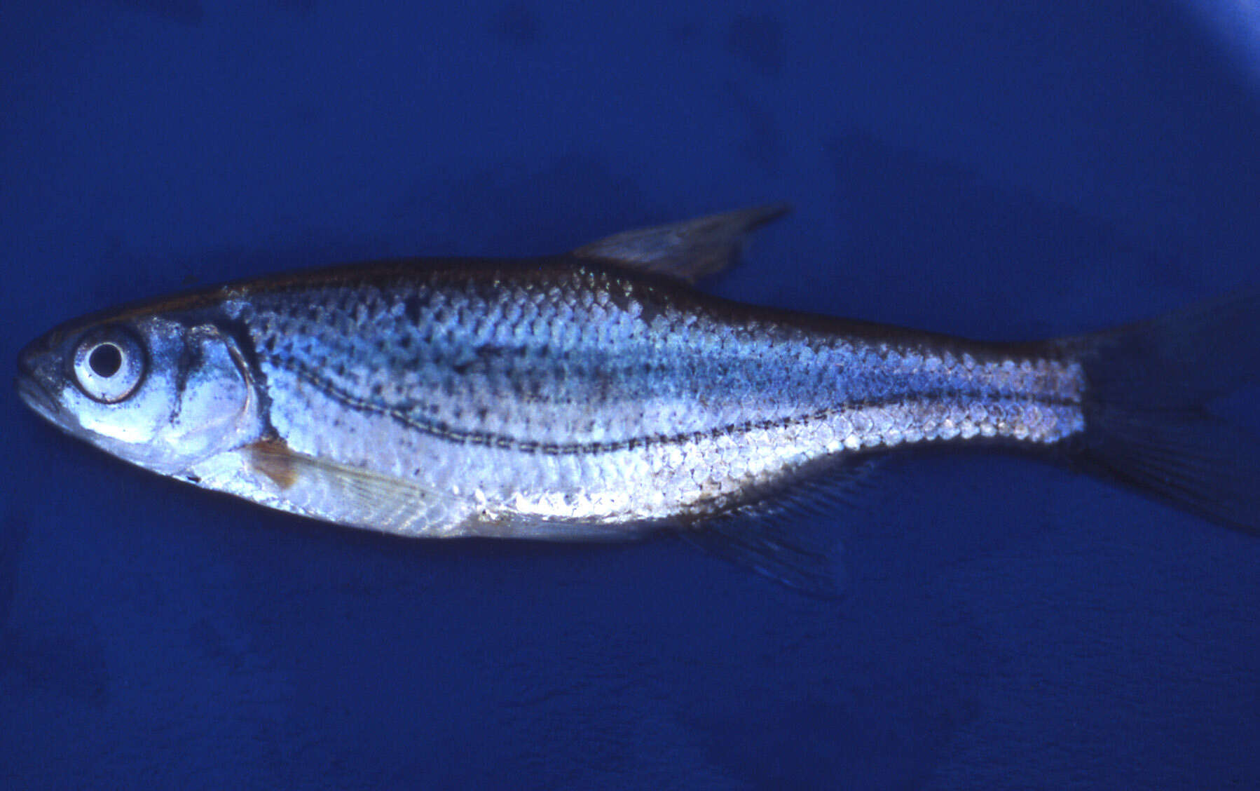 Image of Alburnoides