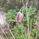 Imagem de Fritillaria latakiensis Rix