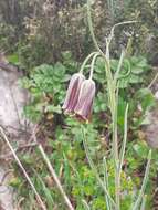 Image of Fritillaria latakiensis Rix