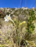 Image of Cyrtanthus leucanthus Schltr.