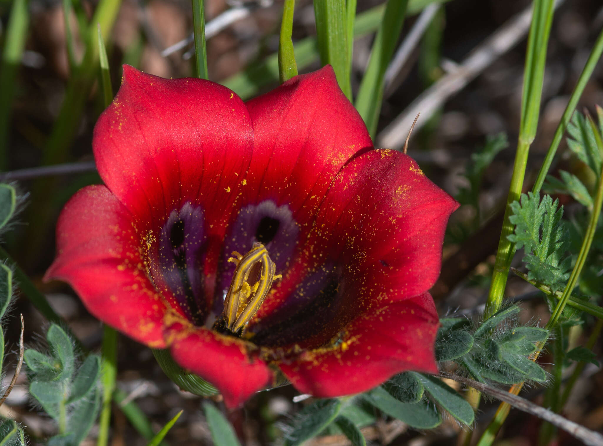 Image of Romulea monadelpha (Sweet ex Steud.) Baker